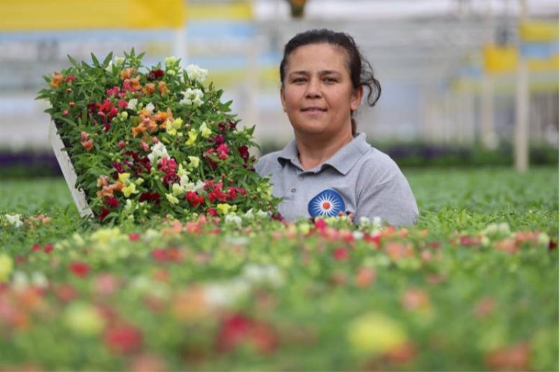 3 milyon çiçek sokakları süsleyecek