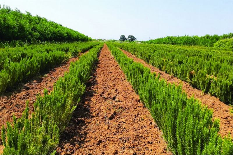 Biberiye üretimi 12 tona ulaştı