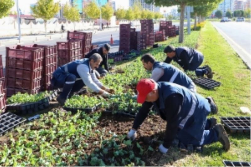 1 Milyon 200 bin mevsimlik çiçek