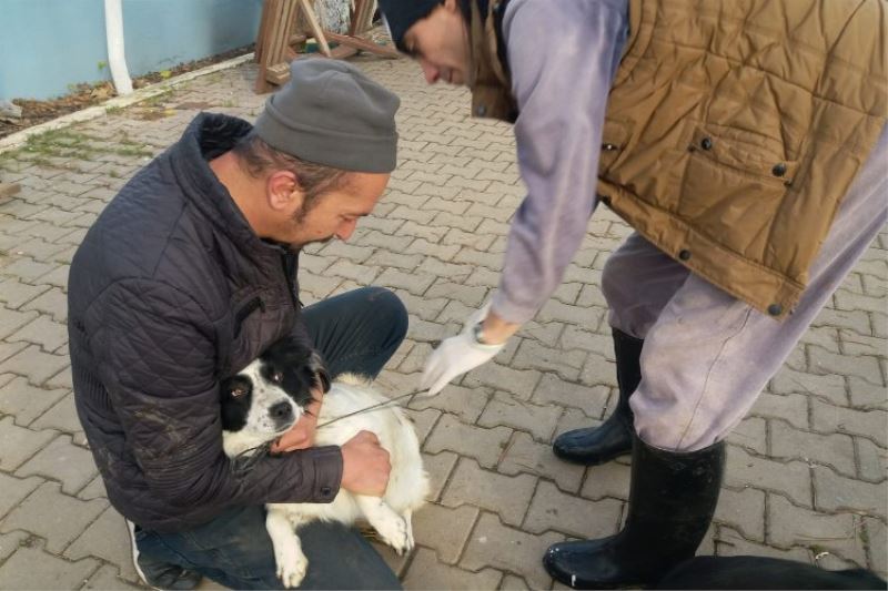 Ev Hayvanlarına Mikroçip Takılıyor