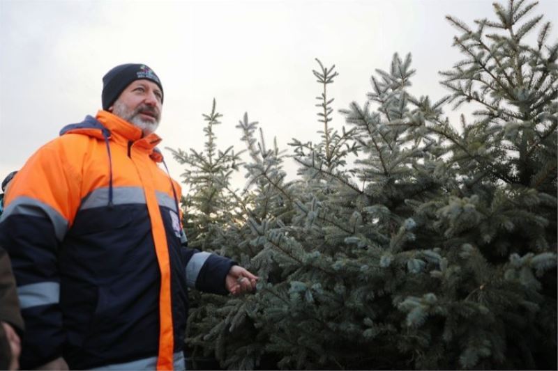 herkese bir dikili ağaç!