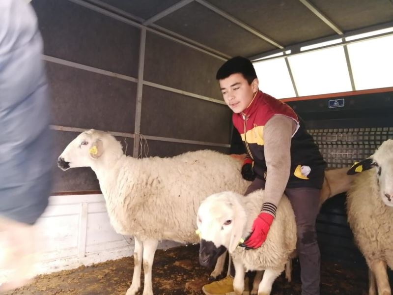 TEK TEK TOPLANAN KOYUNLAR DEPREMZEDELERE ULAŞACAK