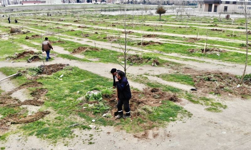 Büyükşehir ve Turgutlu Belediyesi İşbirliğiyle Ağaçlandırma Çalışması