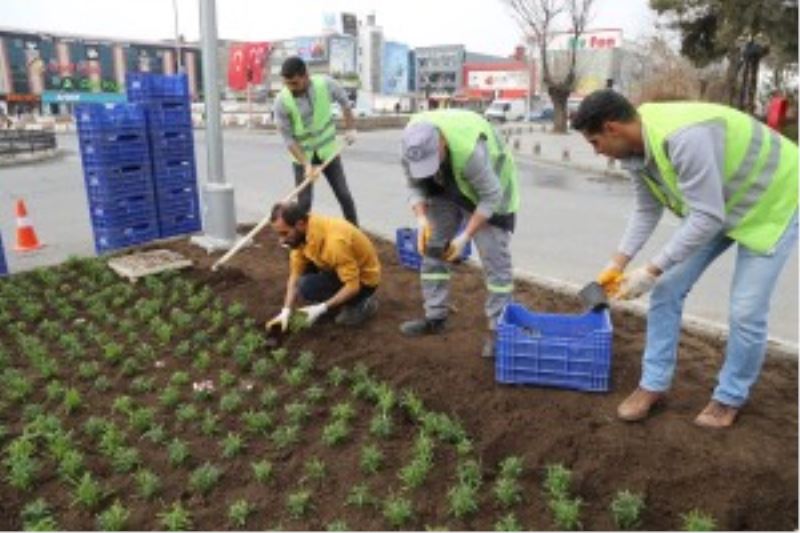 Erzincan’da bu yıl 1 Milyon Çiçek toprakla buluşacak