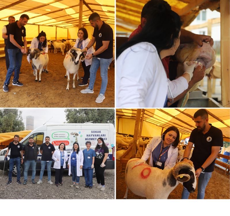 KARTAL’DA, KURBANLIK HAYVANLAR SAĞLIK KONTROLÜNDEN GEÇİYOR