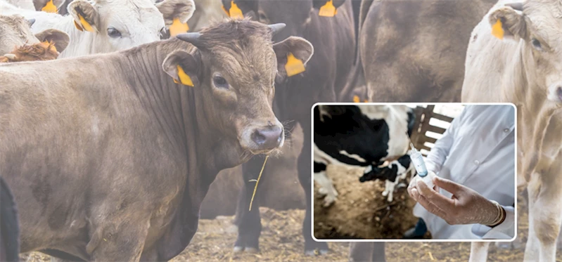 SIĞIRLARIN NODÜLER EKZANTEMİ (LUMPY SKİN DISEASE-LSD) AŞILAMA ÇALIŞMASI BAŞLATILDI