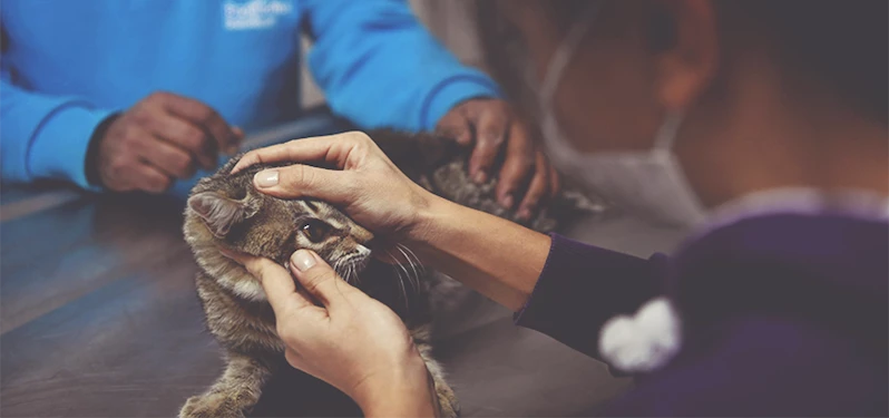 BEYLİKDÜZÜ BELEDİYESİ 2023’TE DE PATİLİ DOSTLARIN YANINDAYDI