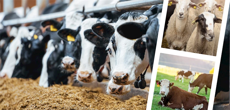 IPARD-II PROGRAMI KAPSAMINDA 56 PROJEYE 195 MİLYON LİRA HİBE SAĞLANACAK