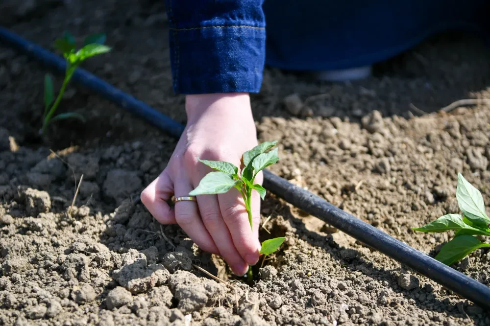 Yaşam Bahçesi Yaz İçin Hazırlandı