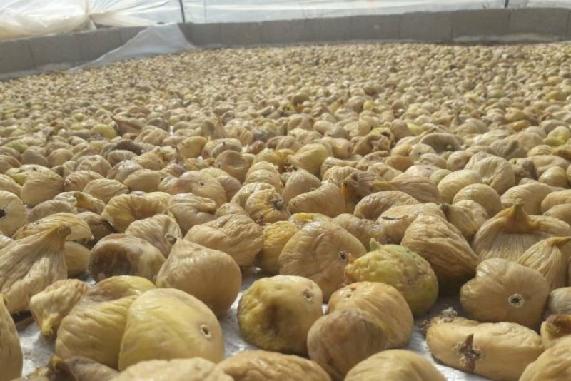 Kuru incir ihracatinda hedef 70 bin ton