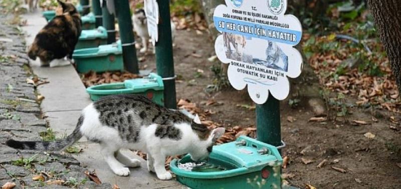 Yüzlerce can dostunun yuvasi