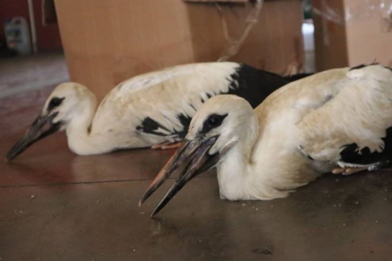 Düzce Itfaiyesi leylek yavrularina kol kanat gerdi