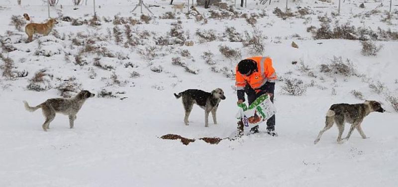 Konya Büyüksehir Agir Kis Sartlarinda Sahipsiz Hayvanlarin da Yaninda