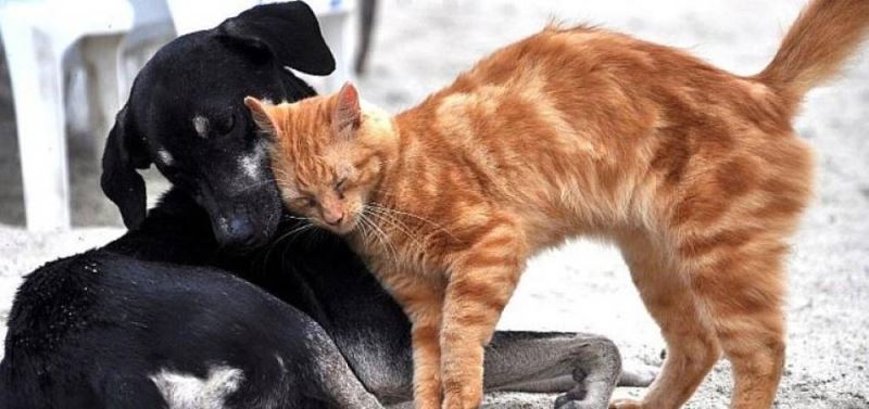 Hayvanlara karsi suç islemenin cezasi ne