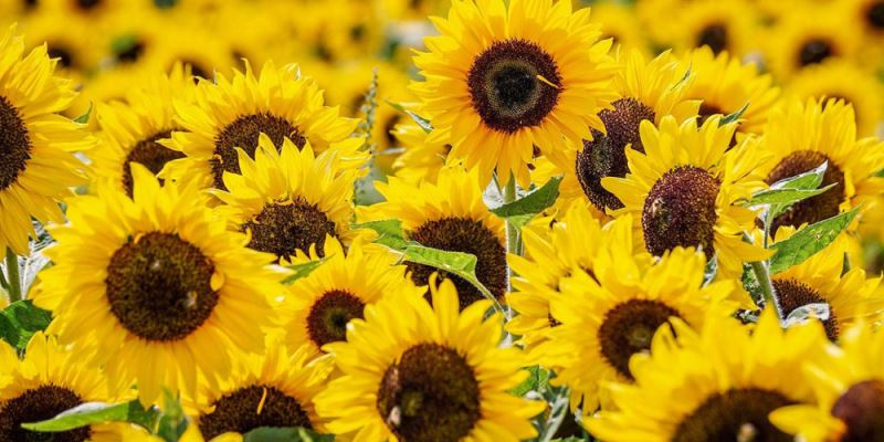 Ayçiçekleri: tehlikeyle ugrasan güzellikler