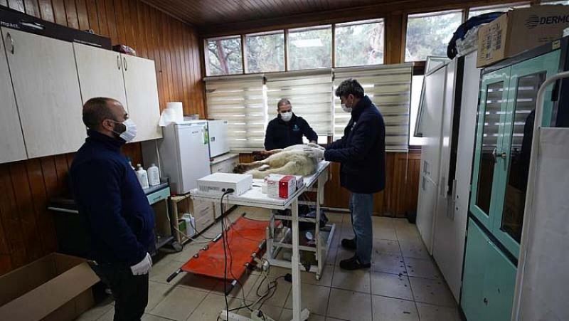 BASAKSEHIR BELEDIYESI VURULAN KÖPEGI HAYATA DÖNDÜRDÜ