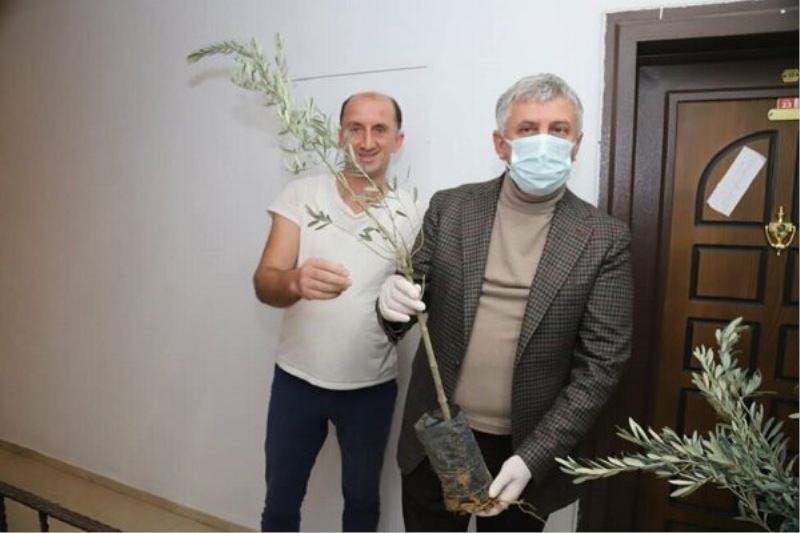 Halka 10 bin zeytin agaci fidani dagitti