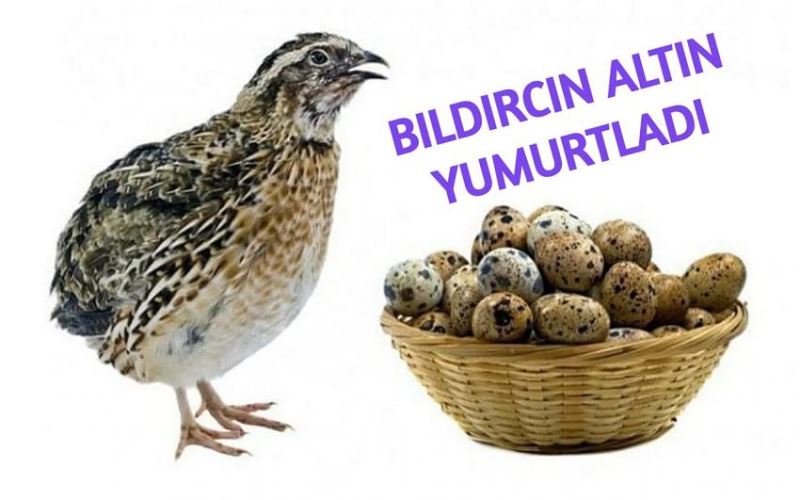 Bildircin altin yumurtladi