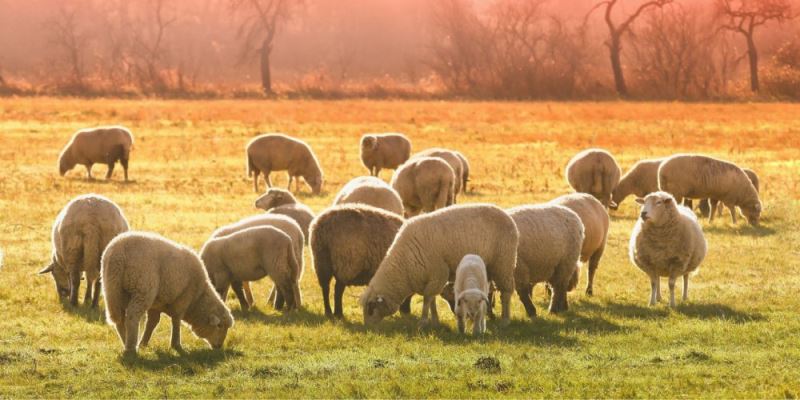 Kurban ibadeti ile ilgili çok merak edilen sorular ve cevaplari